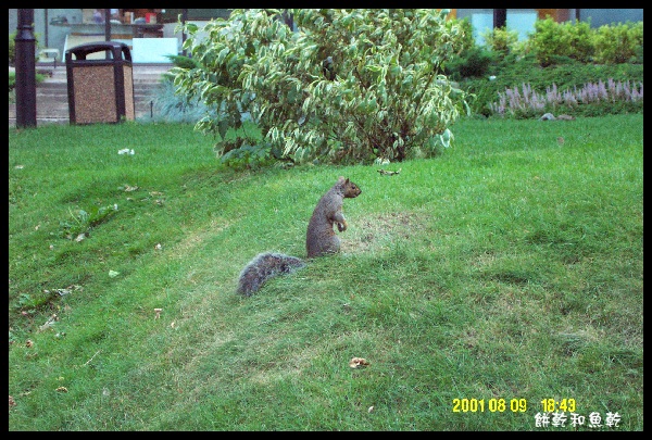 squirrel.JPG