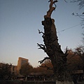 Bukhara (布哈拉) Lyabi Hauz Ancient Mulberry Tree