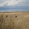 Issyk Kul herding scene near lakeshore