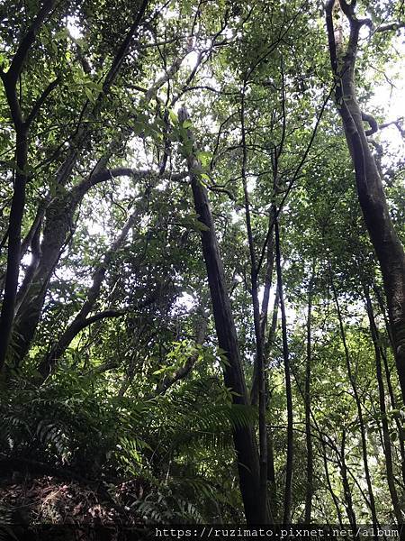 燦光寮古道 電線桿