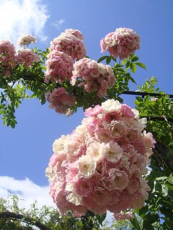 0715295-Rose Garden.JPG