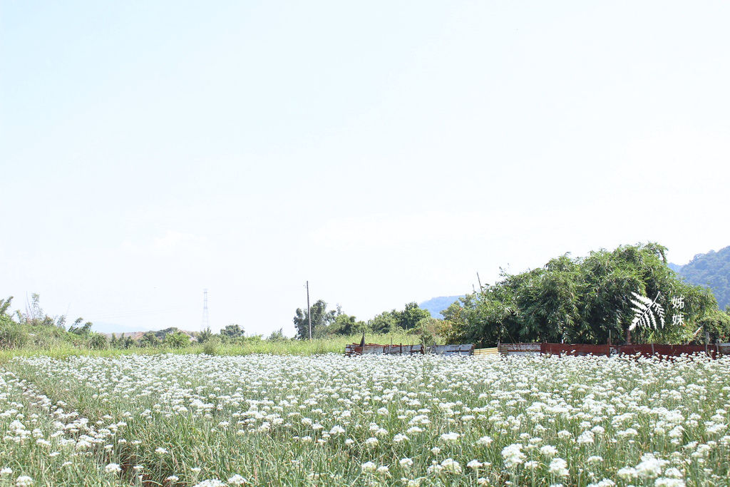 桃園市大溪區旅遊行程推薦大溪韭菜花田 旅記 桃園大溪 韭菜花田 花季還沒過 抓住九月雪的尾巴 秘境 Walkerland Taipeiwalker Japanwalker Walkerland