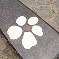 桐花(10M24D)
