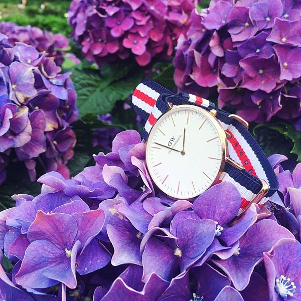 繡球花_2848.jpg 繡球花_2848.jpg