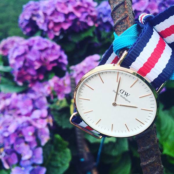 繡球花_8493.jpg 繡球花_8493.jpg