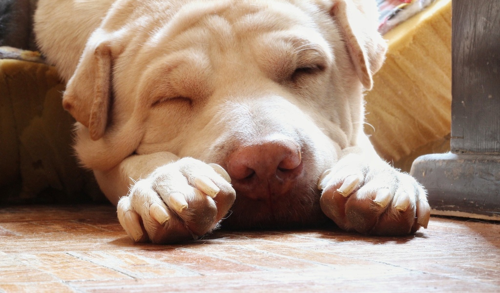 【生活事】睡眠呼吸中止症開刀治療日誌,鼻中隔彎曲+懸雍垂手術 【生活事】睡眠呼吸中止症開刀治療日誌,鼻中隔彎曲+懸雍垂手術