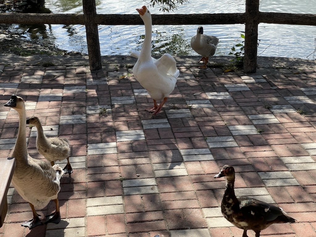 IMG_4006.jpg IMG_4006.jpg