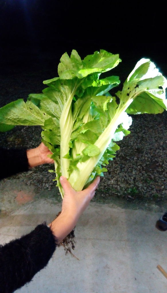 IMAG1487.jpg IMAG1487.jpg