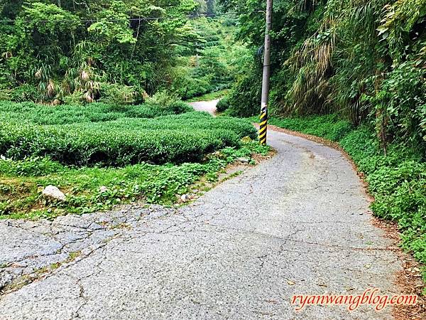 忘憂森林-南投旅遊景點