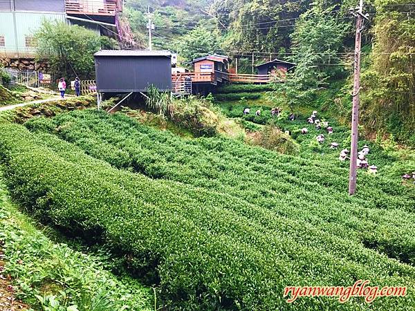 忘憂森林-南投旅遊景點