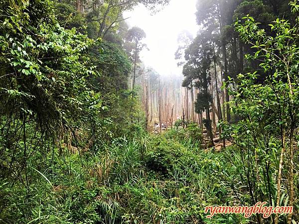 忘憂森林-南投旅遊景點