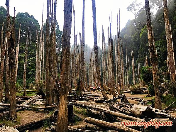 忘憂森林-南投旅遊景點