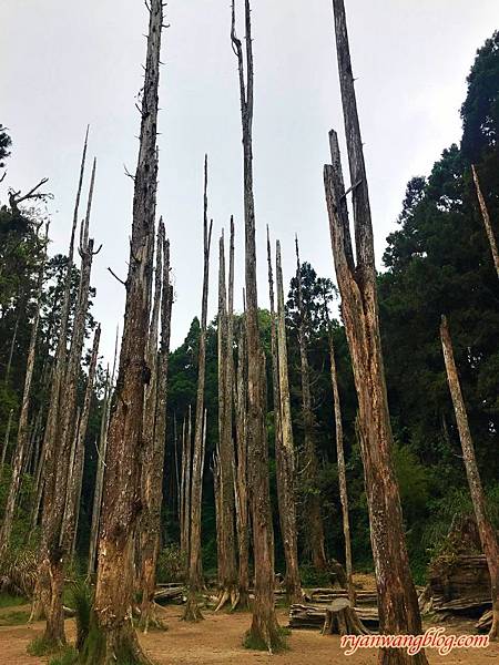 忘憂森林-南投旅遊景點