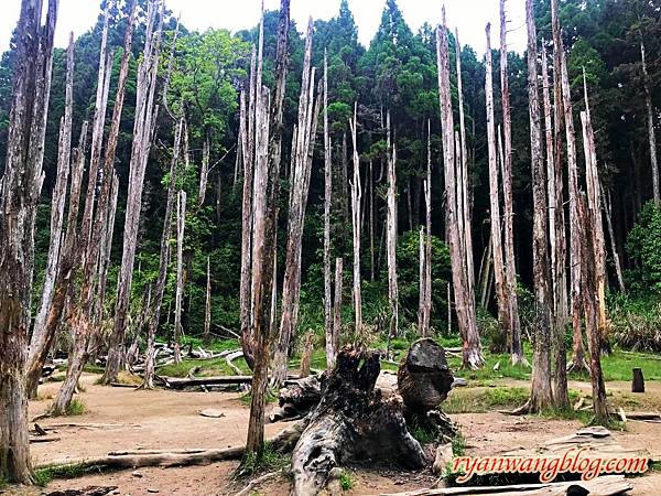 忘憂森林-南投旅遊景點