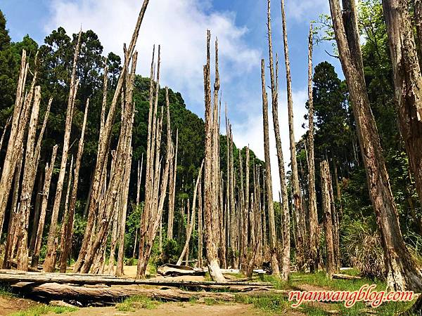 忘憂森林-南投旅遊景點