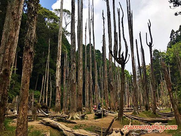 忘憂森林-南投旅遊景點