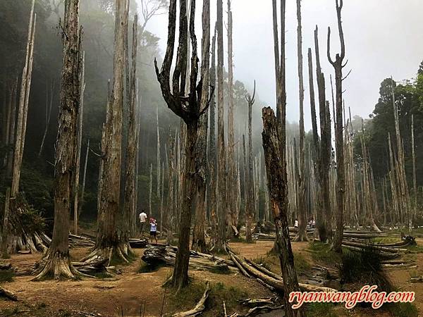 忘憂森林-南投旅遊景點