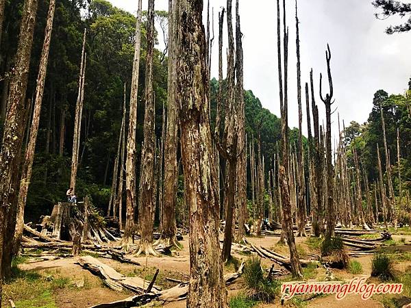 忘憂森林-南投旅遊景點