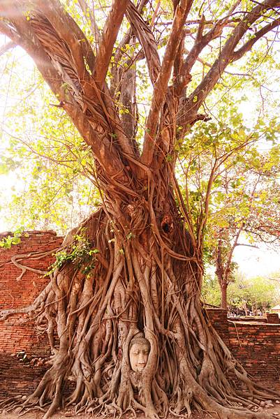 【泰國｜大城】古都大城Ayutthaya一日遊行程安排！必知