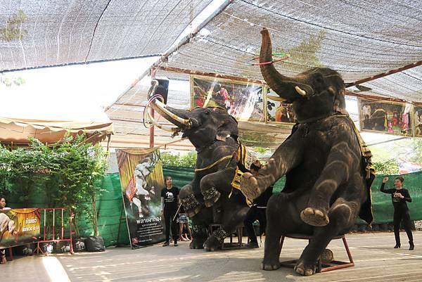 【泰國｜大城】古都大城Ayutthaya一日遊行程安排！必知