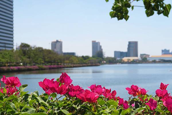 【泰國｜曼谷】曼谷秘境！在市區中最美的公園 Benjakit