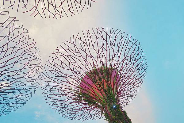 【新加坡自由行】濱海超級樹Supertree Grove五大