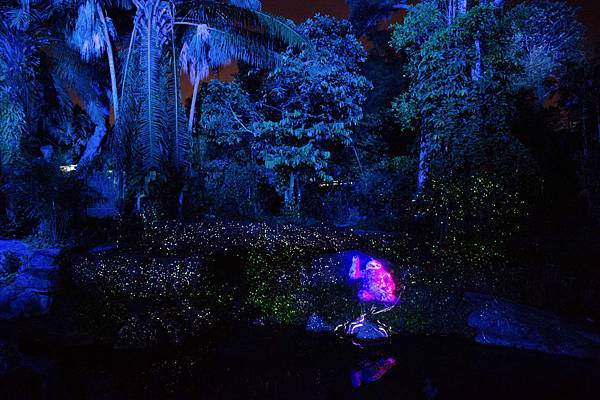 【新加坡自由行】亞洲第一座夢幻絕美「幻光雨林」之夜 Rain