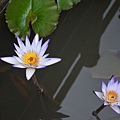 DSC_2608.JPG