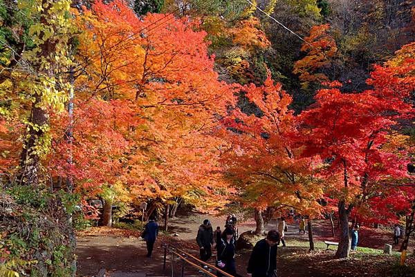 【日本｜青森】20個人氣景點懶人包！帶你看世界第一美溪. 日