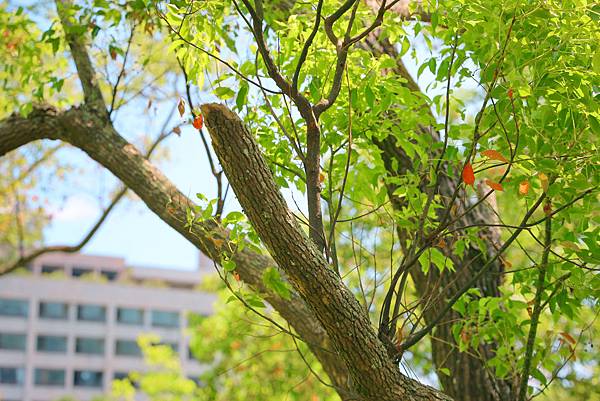 【桃園｜大溪】你沒玩過的石門水庫！路上衝浪、攀樹探險、無敵景