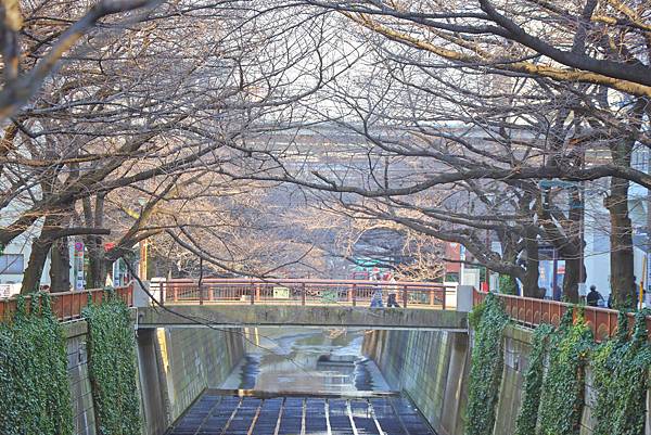 【日本｜東京】漫步文藝中目黑 輕旅行散策！觀光案內所出發 -