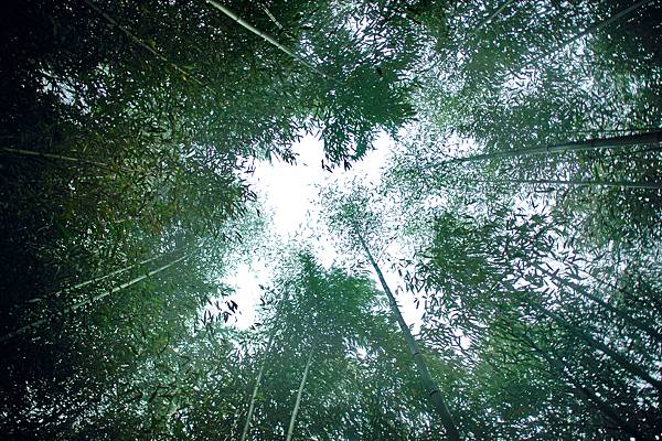 【桃園｜復興】捲起衣袖上山砍竹子去！泰雅族卡普部落 桂竹一日