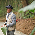 桂竹林漫走導覽 植物雨衣.png