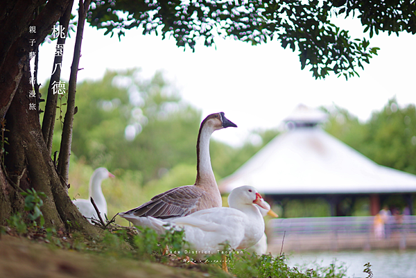 桃園八德旅遊 - 八德景點 八德埤塘自然公園介紹.png