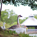 桃園八德旅遊 - 八德景點 八德埤塘自然公園介紹.png