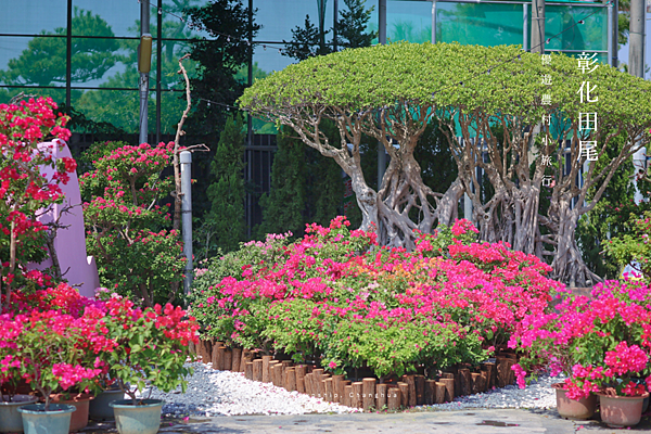 彰化旅遊 田尾旅遊景點 振億興花園 園藝設計展.png