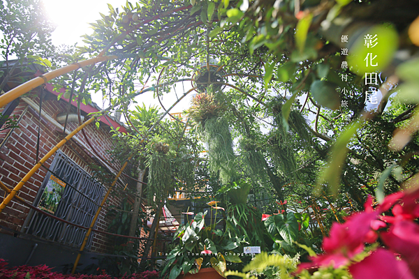 彰化旅遊 田尾旅遊 鳳凰花園 親子景點.png