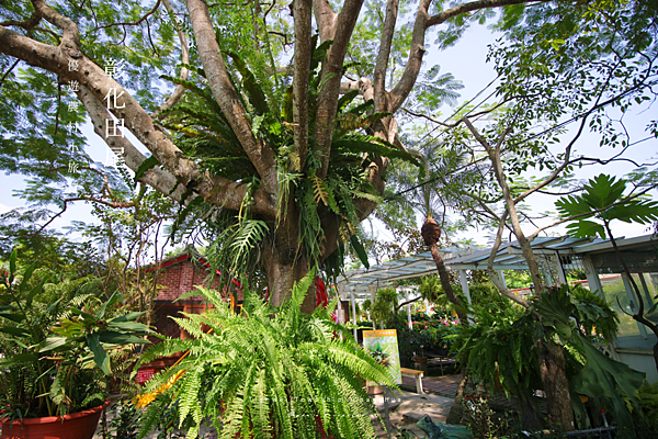 彰化旅遊 田尾旅遊景點 鳳凰花園 推薦.png