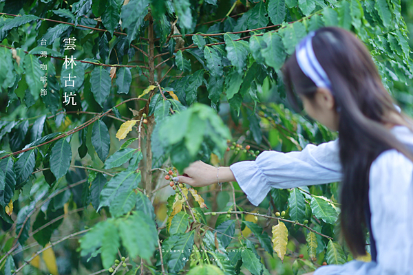 雲林古坑 旅遊景點推薦 谷泉咖啡莊園 採咖啡豆.png