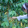 雲林古坑 旅遊景點推薦 谷泉咖啡莊園 採咖啡豆.png