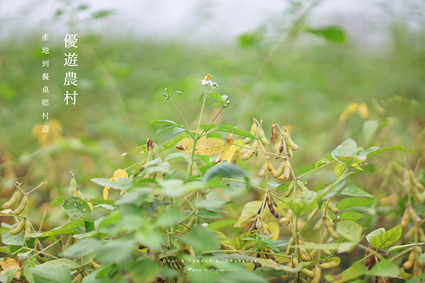 彰化旅遊 景點推薦 田野勤學 食農教育.png