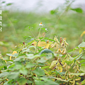 彰化旅遊 景點推薦 田野勤學 食農教育.png