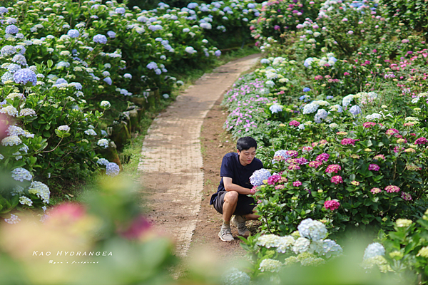 北投景點 高家繡球花.png