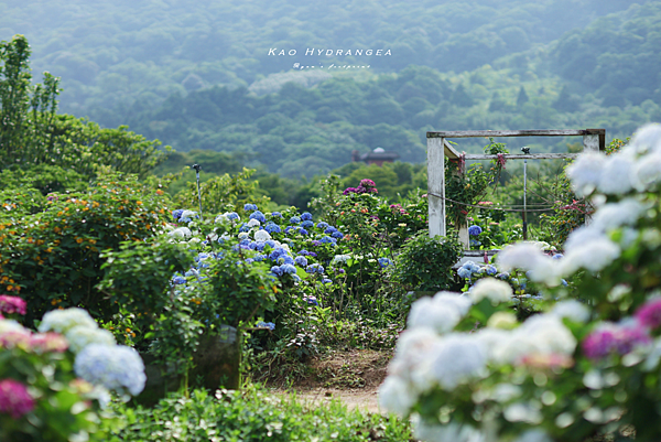 北投景點 陽明山 高家繡球花 推薦.png