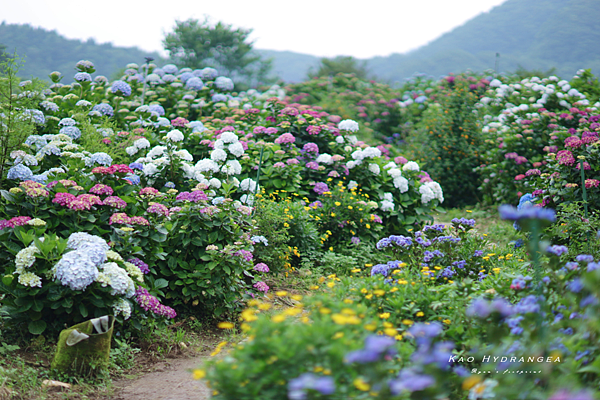 北投景點 陽明山 高家繡球花.png