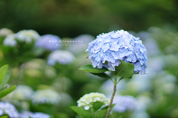 北投景點 陽明山 高家繡球花交通.png