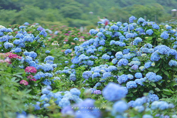 北投景點 陽明山 高家繡球花花季.png