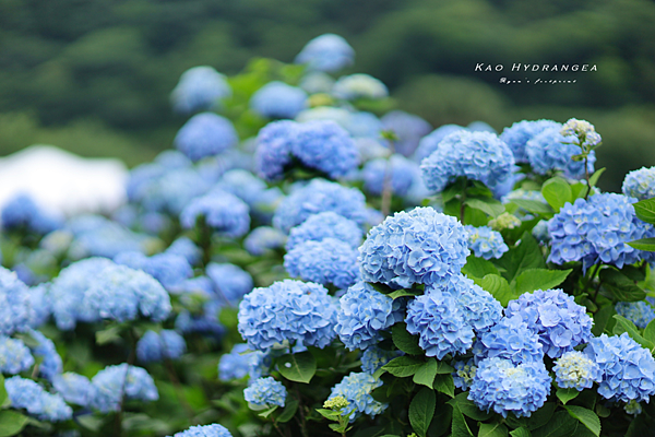 北投景點 陽明山 高家繡球花花期.png