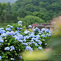 陽明山 高家繡球花花期.png