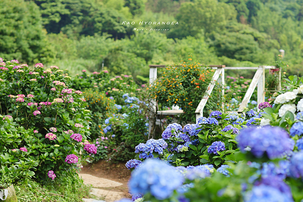 陽明山景點 高家繡球花花季.png